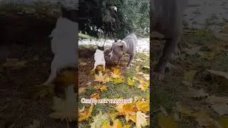 Нападение чихуахуа на стаффа #собаки #страшно #чихуахуа #смешноевидео #Chihuahua #chihuahuababy