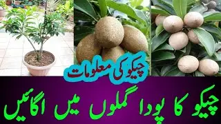 chikoo plant flowers dropping not fruiting||Sapodilla Fruit Care & fertilizer |@treeislife93