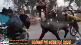 Morni vs Neelam Pari Horse Race  : GhourGhushti Horse Race
