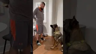 Billy Bob gets new toys‼️🤪 #billybob #germanshepherd #happiness #aww #cutedog #dog #dogs #pets #pup