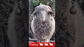 sheep #song #love #viralvideo #subscribe #funny #yt #trending #dance #sheepfarming #shiv #shiva #100