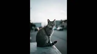 I Found a Home | A Stray Cat&rsquo;s Emotional Story