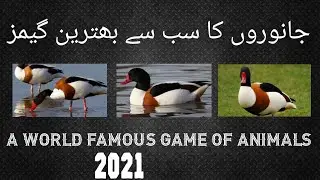 BEST DUCK 🦆 FLYING GAME FOR KIDS 2021||TOP ANIMAL GAME level 02||BEST Android game of Animal||