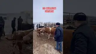 35 МЛН #бык #shortvideo #shorts #2026 #мухаммеднукус
