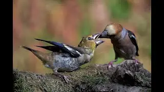L'imbeccata del FROSONE
