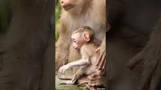 19-08-24 lovely abandoned monkey with Mom KT #monkey #babymonkey