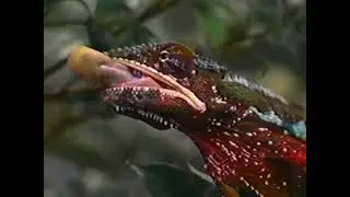 Wild Africa: Land of the Lion Episode 4 - Madagascar