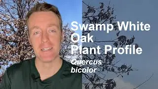 Swamp White Oak (Quercus bicolor) Plant Profile