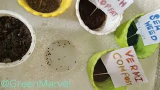 How to Sow and Grow Seeds of Balsam Rose, Balsam Tom Thumb in pots, dwarf variety, Spring Gardening
