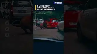 Imagine trying to explain this to insurance :lion_face::car: #lion #crash #car #safaripark