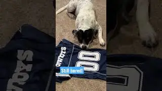 Biggest fan! Still waiting on em boys 2 get it 2gether#dallascowboys #puppy#dogtraining