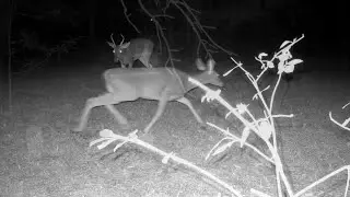 New Visitor Alert: Introducing Bucky #wildlife