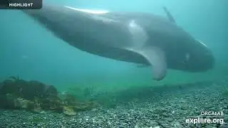 Strider Rubbing Beach Underwater - OrcaLab | 2024 Highlights