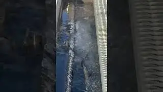 Rainbow Trout Climbing the Fish Ladder at Mount Shasta Fish Hatchery!