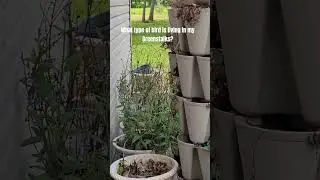 What type of bird is living in my Greenstalks? #ourlifesimplified #Greenstalks #birdtypes