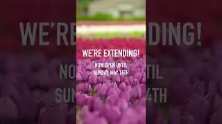 ✨TULIP FESTIVAL EXTENDED✨