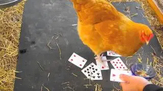 The Chicken and the Queen of Hearts