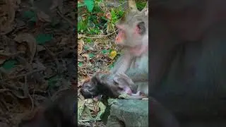 Life of Monkeys: The mother monkey was annoyed and didn't help her baby monkey fall.