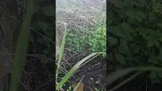 Love the sound of birds singing 🐦 #asmr #asmrnaturesounds