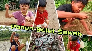 Panen Belut Sawah