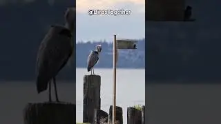 What Do Great Blue Herons REALLY Eat?