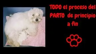 Parto del perro, parto canino