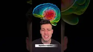 Dopamine Vs Opioid Receptors: What drives pleasure