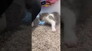 Confused kitten not sure what to do#kitten#cute#funny