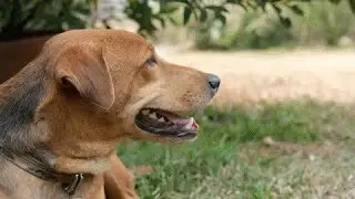 Who We Are & Why We Help-PAWS Pet Charity