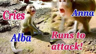 Very good job Anna! Queen Anna runs very fast to attack cameraman when Alba cries!