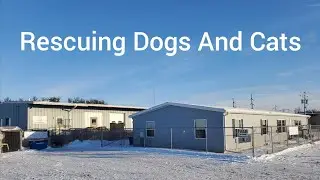 Illinois Valley Animal Rescue: Helping Find Loving Homes