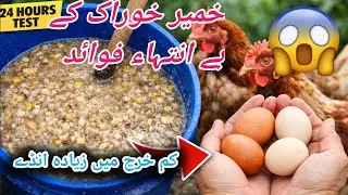Fermented More X Feed for Chickens | Shocking Egg Production Results #viralvideo 