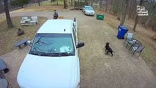 Crazy Animals Destroying Things  Funny Animal Fails