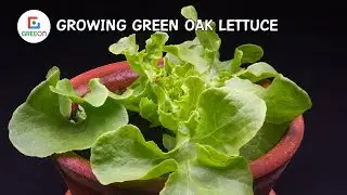 Growing Green Oak Lettuce Time Lapse 28 Days