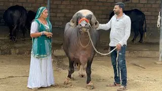 18 से 20 लीटर दूध देने वाली जाफराबादी भैंस यहां से खरीदें #jafarabadi #buffalo #gujarat 