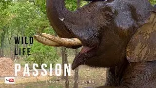 WildLife A Passion Vlog_09 Achanakmar Tiger Reserve by actor Amitabh Dayal