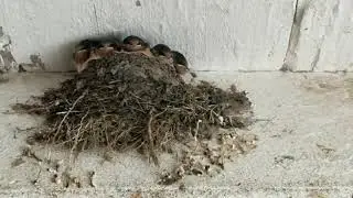 A nest full of barn swallows