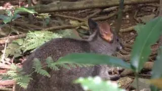 Sub-tropical rainforest