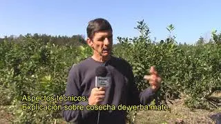 Explicación sobre cosecha de yerba mate