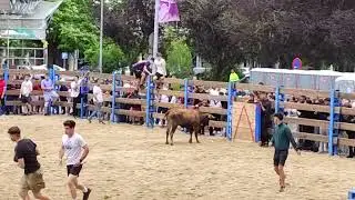 Real BullRun2 | Man almost got HURT !!! | #bull #bullrun #bullfight #pamplona #spain #trending #2024