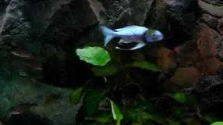 Ophthalmotilapia ventralis  