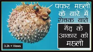 Puffer fish Facts Hindi &ndash; पफर मछली के बारे में रोचक तथ्य