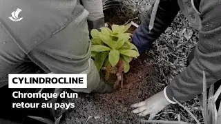 Cylindrocline Lorencei | Chronique d'un retour au pays.