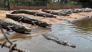How Crocodile Leather is Made | Complete Factory Process of Luxury Bags & Shoes Manufacturing