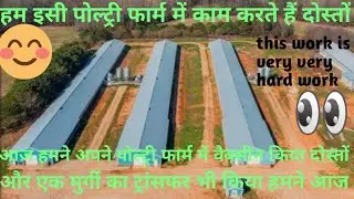 how to vaccine in birds transfer in poultry farm|आज हमें सुबह से रात तक काम करना पड़ा|work not easy