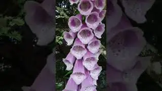 Beautiful variegated maple and fox glove flower 🌼 #shorts