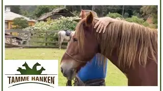 R&uuml;cken platzt beinahe auf! Tamme bewahrt Pferd vor schlimmen Schmerzen | Tamme Hanken | Kabel Eins