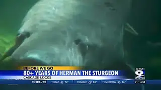 80+ Years of Herman the Sturgeon