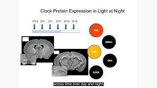 Effects of Light at Night on Brain and Behavior
