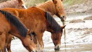 Beautiful Horses #horse #wildlife #nature